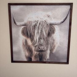 New Highland Cow Framed Pic 35 X 35