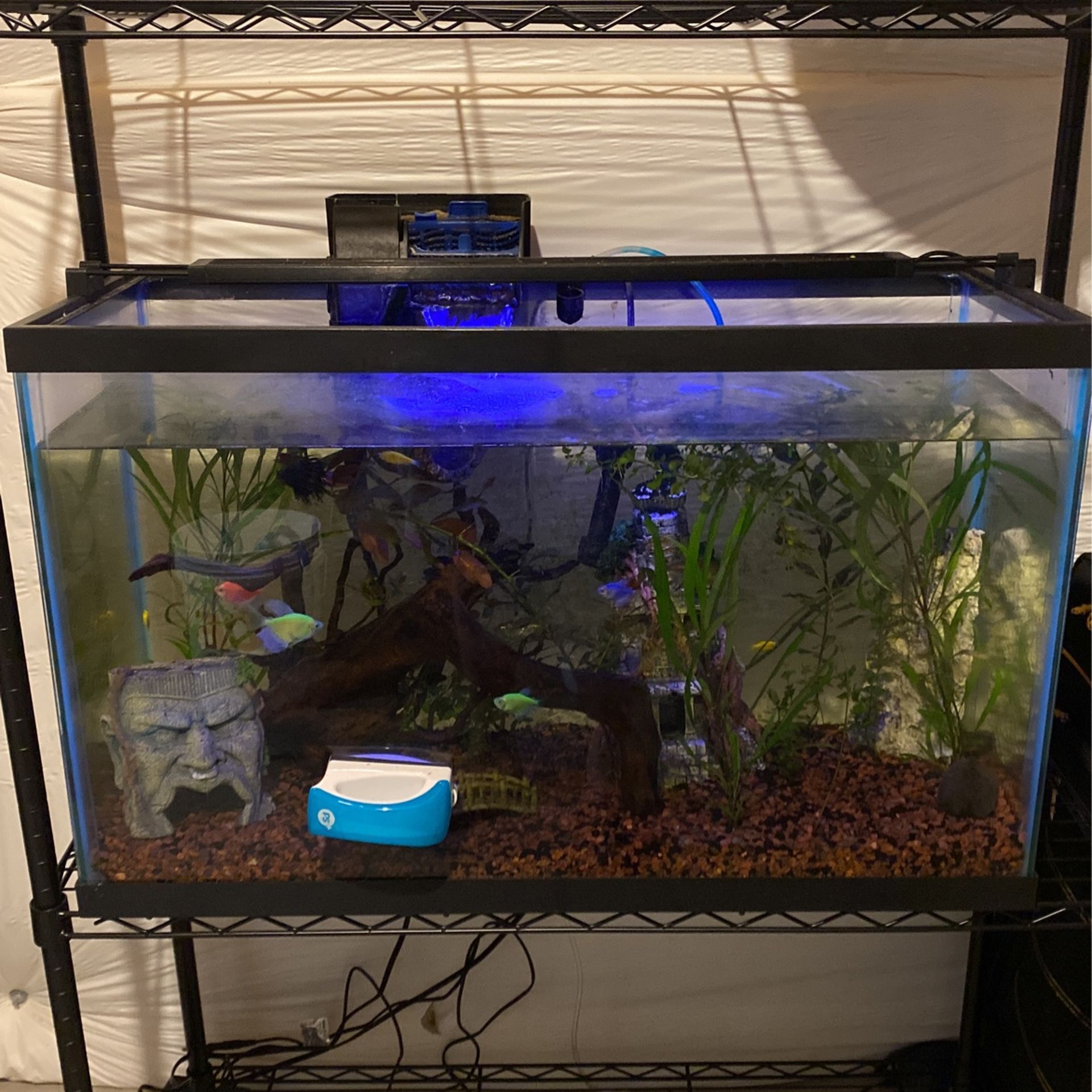 29 gallon Fish Tank With Decor / Supplies
