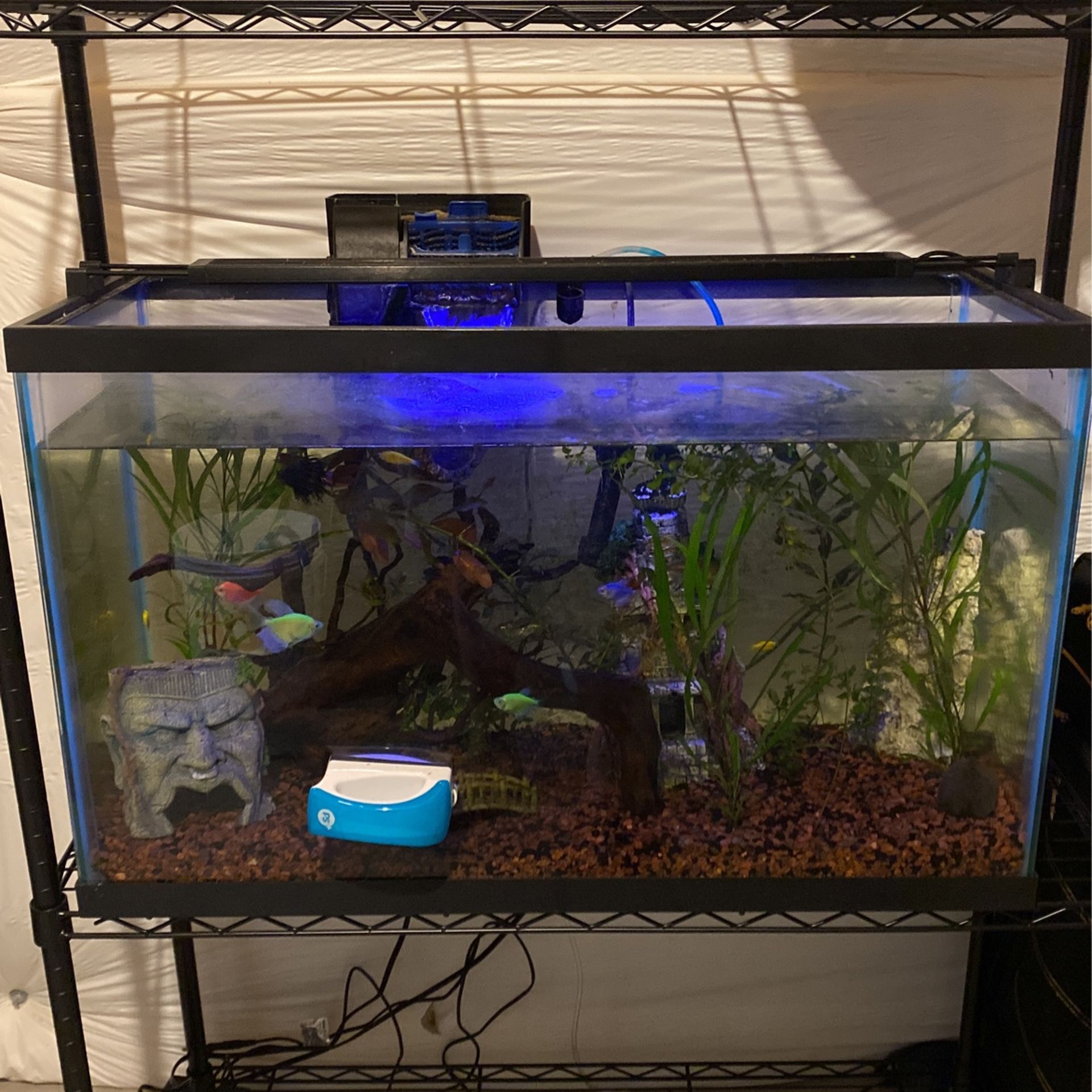 29 gallon Fish Tank With  Decor / Supplies 