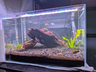 10 Gallon Rimless aquarium Fish Tank