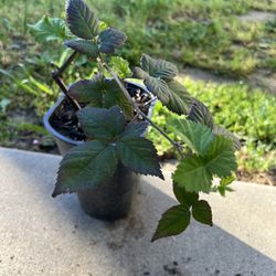 Thornless Blackberries 