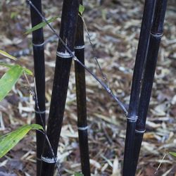 Rare Black Bamboo cheap