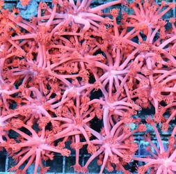 Pink Goni Fake Coral Decorations Corals Marine Aquarium Fish Tank