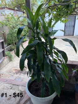 House plants