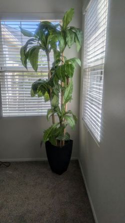 Large Artificial Potted Tropical Plant / Corn Plant in Modern Black Planter