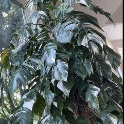 Epipremnum Pinnatum Albo