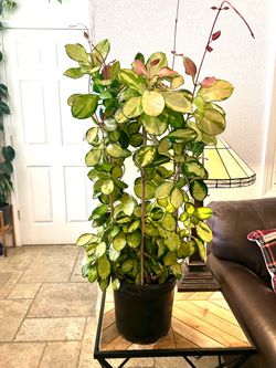 🪴Large Hoya Australis Lisa houseplant