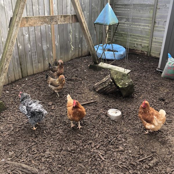 5 Laying Chickens for Sale in Oregon City, OR OfferUp
