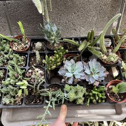 Dollar plant sale!!!