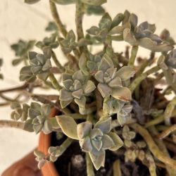 Succulent $21