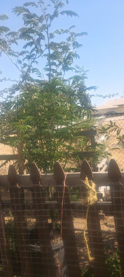 Parota Tree/Arbol