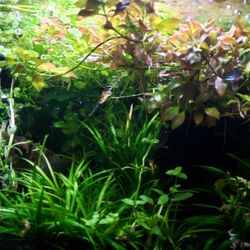 🌱🌿Freshwater Aquarium Plants For Tanks & Ponds🌿🌱