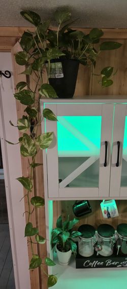 Hawaiian Golden Pothos Small Arrangement