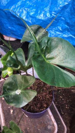 Alocasia macrorrhiza 'Stingray