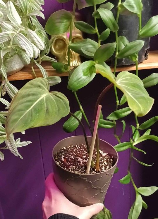 Philodendron Dean McDowell