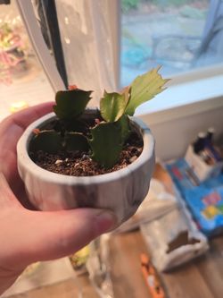 Thanksgiving Cactus