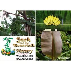 Improve Mysore Banana Plant In 3gal 