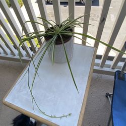 Spider Plant With Decorative Pot 