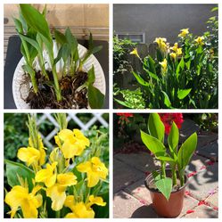 Yellow Canna Lily 10 Pups Shoots Live Plants