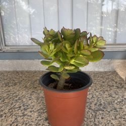 Jade Plant Bonsai