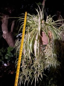 Living art plant!! Huge (10” pot) variegated spider plant with ton of baby Spiderettes; indoor/outdoor