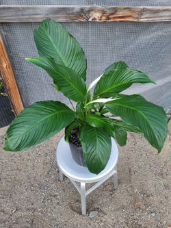 Peace Lily Plant 10" Nursery Pot