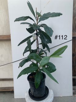#112- Loquat Tree