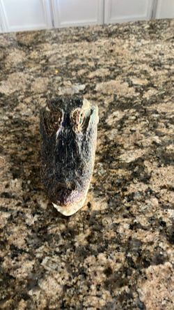 Alligator head