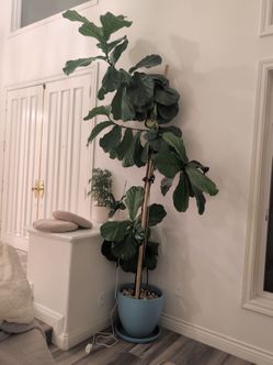Large Fiddle Leaf Fig Tree in Blue Pot