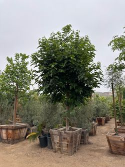 Fruitless mulberry tree, fast growing shade tree