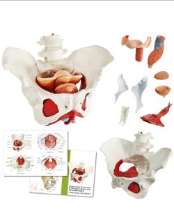 Female Pelvis Model with Pelvic Floor Muscles Perineal