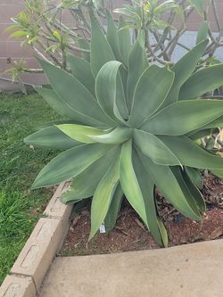 Plant