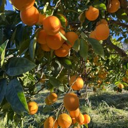 Blood Orange  Certified Organic