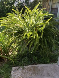 Fern