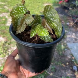 Begonia Double Dots 