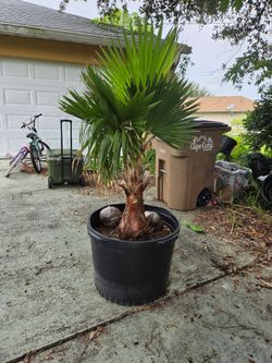 Washingtonia palm 30 gallon
