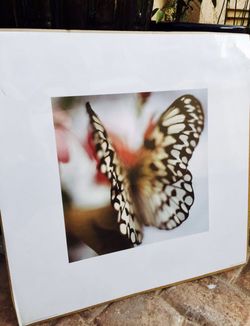 Brand new Butterfly poster 50x50 cm