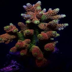 Rainbow Milliopora Reef Saltwater Fish Tank Coral  Decorations