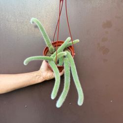 6” monkey tail cactus 