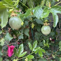 Purple Passion Fruit Plant 