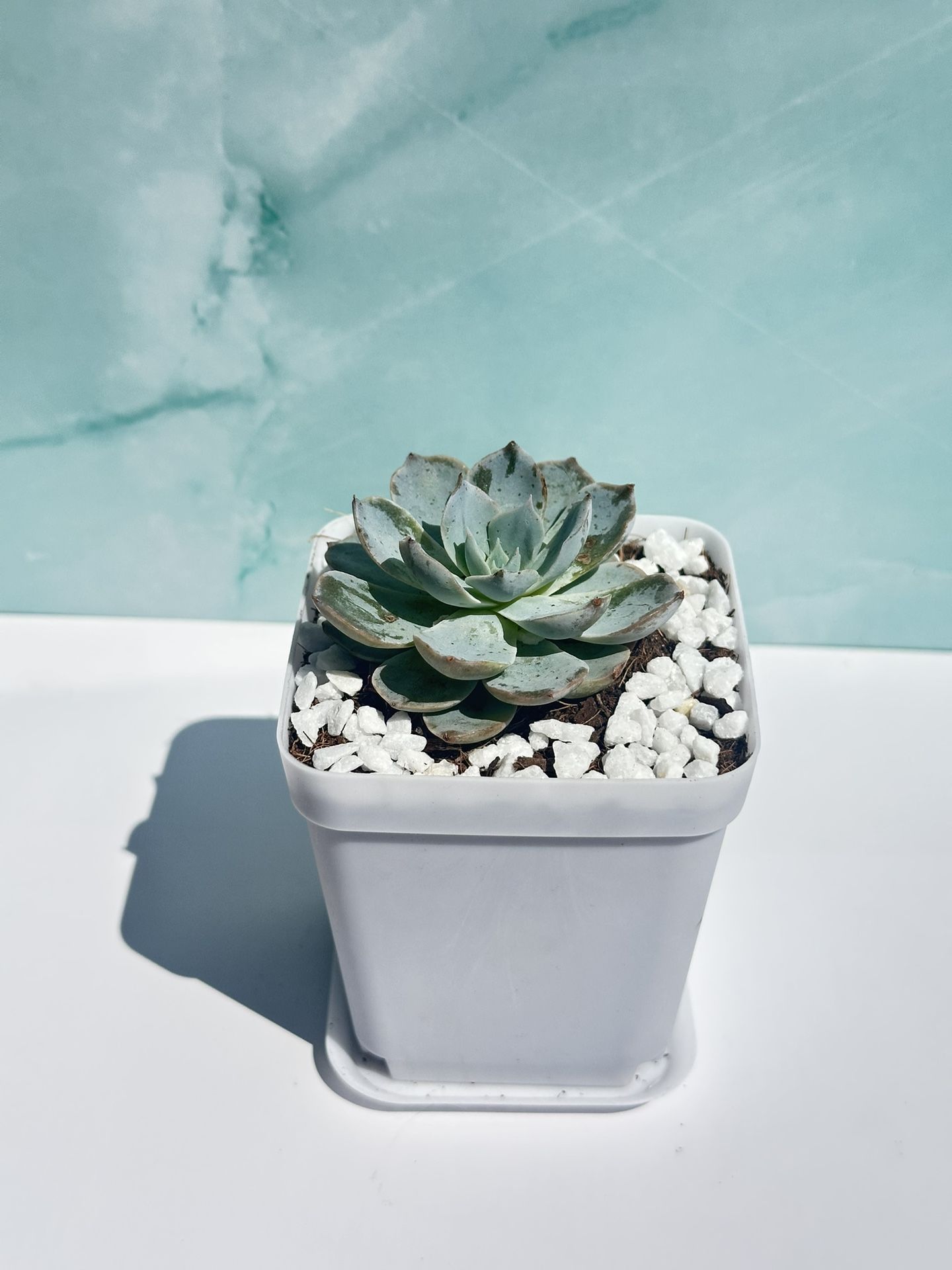 Mini Succulent Echeveria 