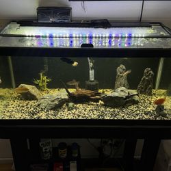 40 Gallon Breeder Fish Tank