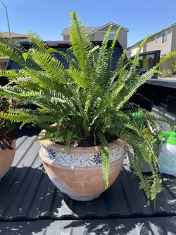 Huge Fern Plant