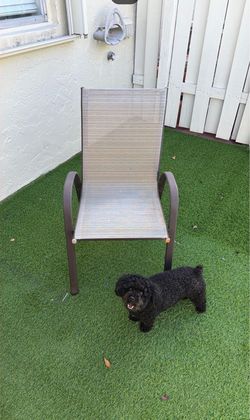 6 outdoor chairs 🪑 $10 each