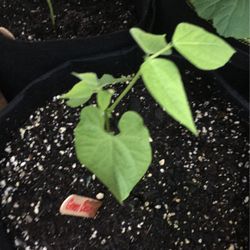Green bean plant