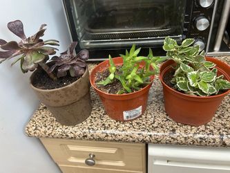 Three House plant
