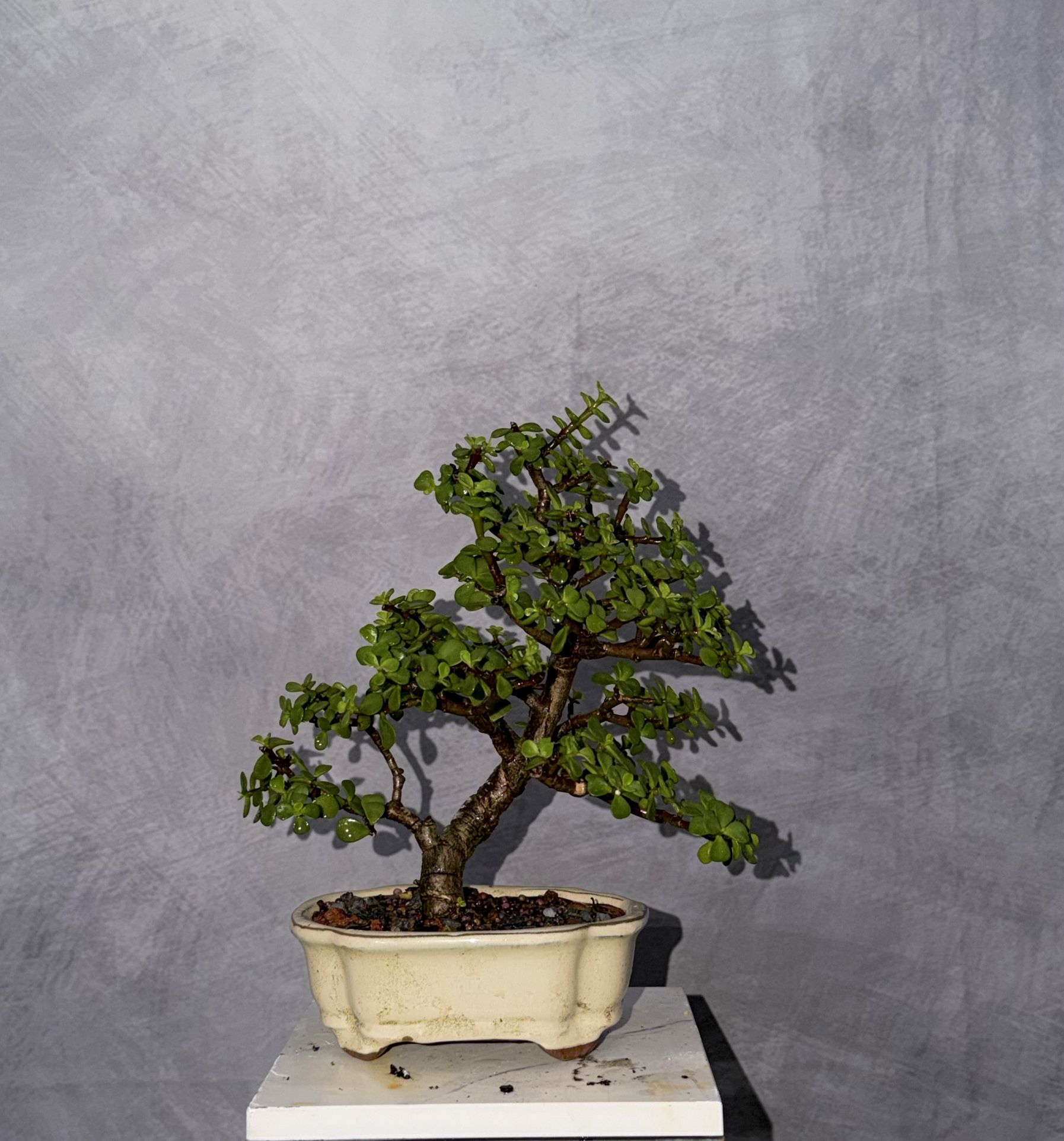 Bonsai Jade