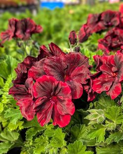 RARE ! 🖤 Aristo Black Velvet Geranium 🖤 Luxury Velvet-Like Blooms | Rare & Eye-Catching!