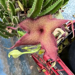 Starfish Cactus Giant Toad Plant ‘Stapelia grandiflora’