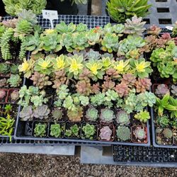 2" Succulent $1